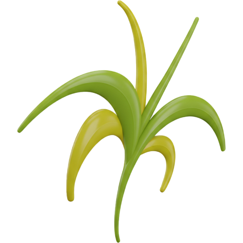 Citronella