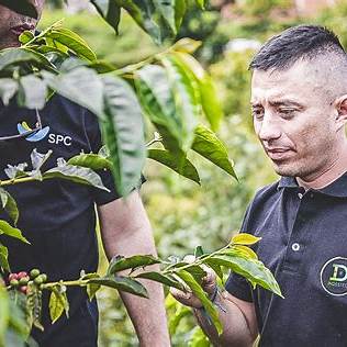 Dettaglio del caffè Colombia Finca El Paraíso Lychee – Tomassi Coffee