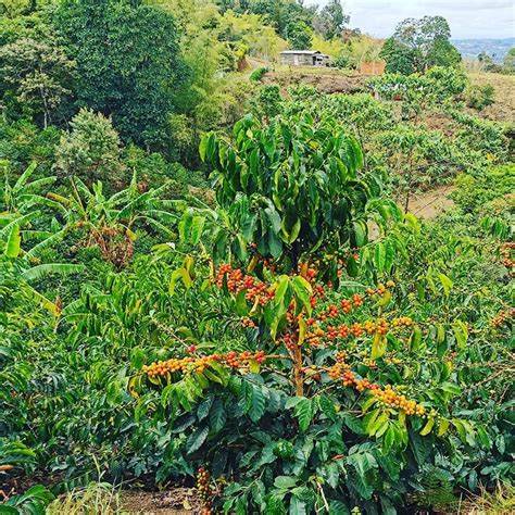 Confezione del caffè specialty Colombia Finca El Paraíso Lychee – Tomassi Coffee