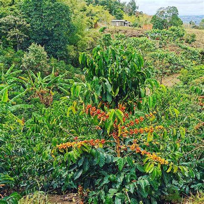 Confezione del caffè specialty Colombia Finca El Paraíso Lychee – Tomassi Coffee