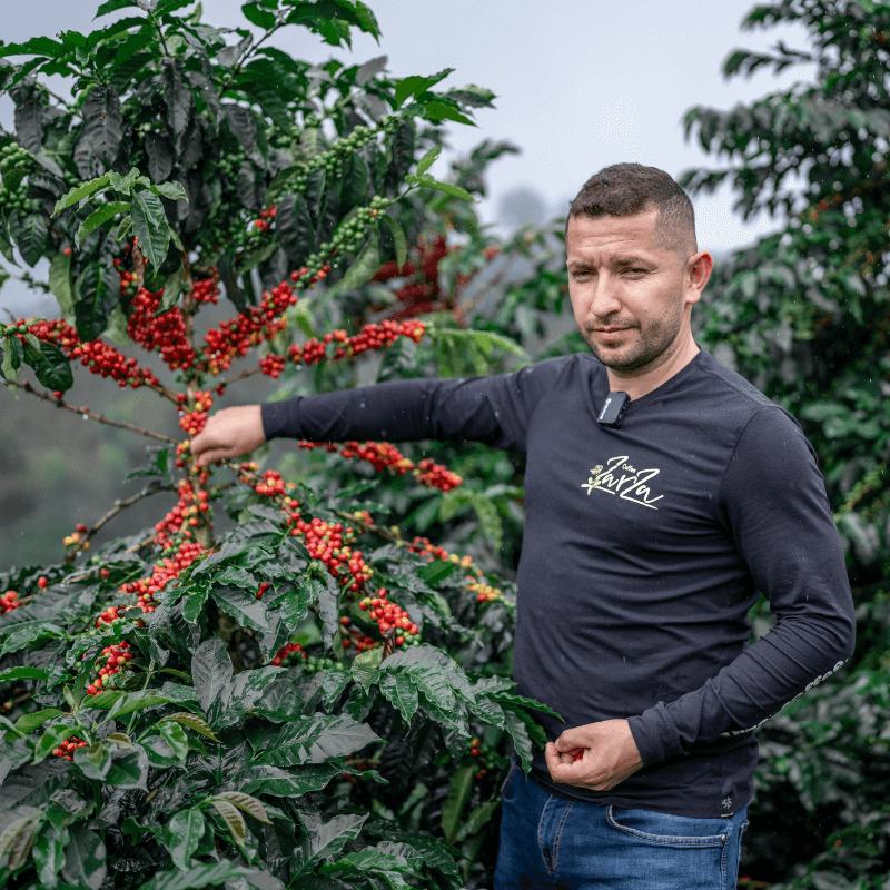 Il produttore di Café Zarza con le ciliegie mature del Bourbon Ají, Colombia