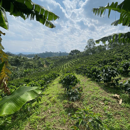 Filari di caffè tra i banani della finca Zarza, Colombia