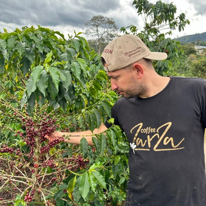 Controllo della maturazione delle ciliegie nella finca Zarza, Colombia