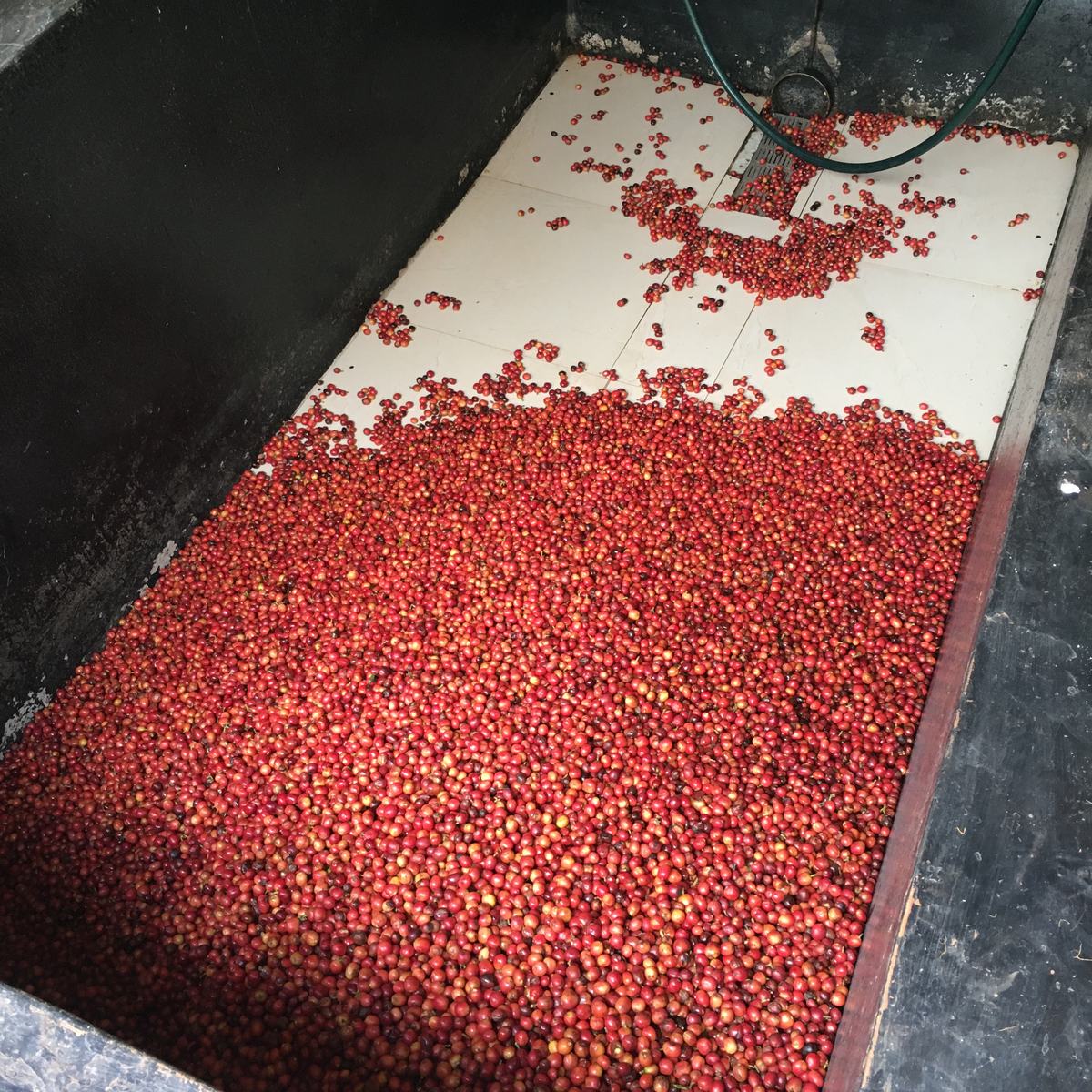 Ciliegie di caffè rosse selezionate a mano, Kenya