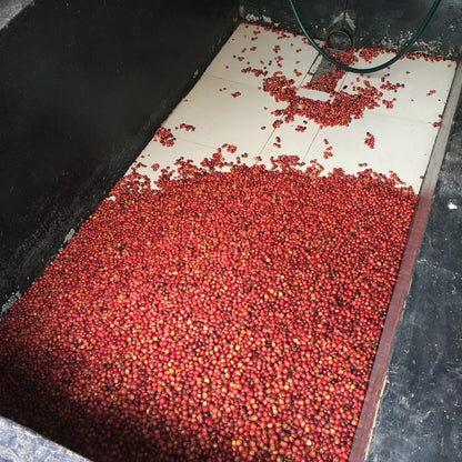 Ciliegie di caffè rosse selezionate a mano, Kenya