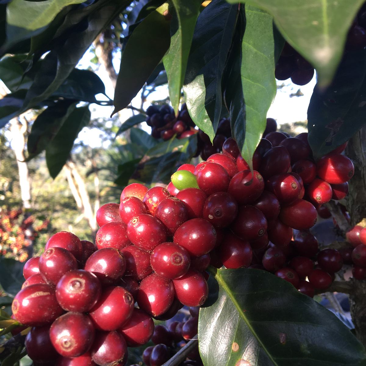 Ciliegie di caffè mature sulla pianta, Xarisma, Nicaragua