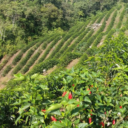 Terrazzamenti di caffè in fiore della farm Pituco, Perù