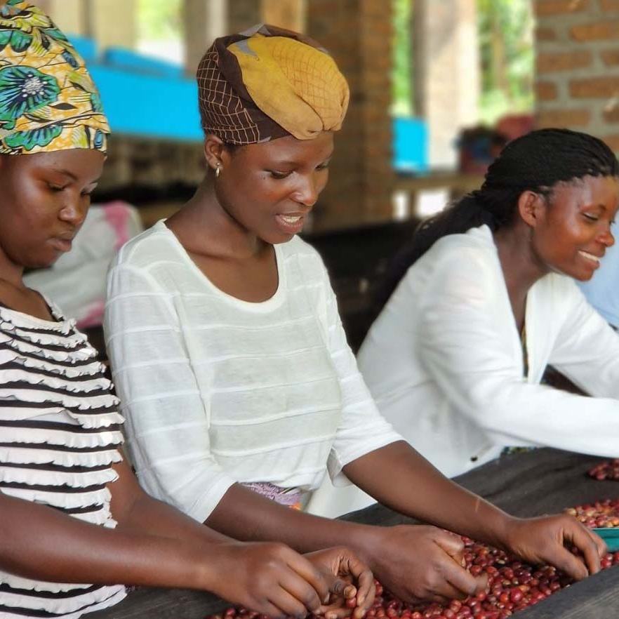 Ragazze che selezionano a mano le ciliegie di caffè, Rusatira, Rwanda