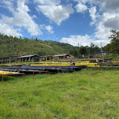 Letti di essiccazione sulle colline di Rusatira, Rwanda